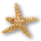 starfish